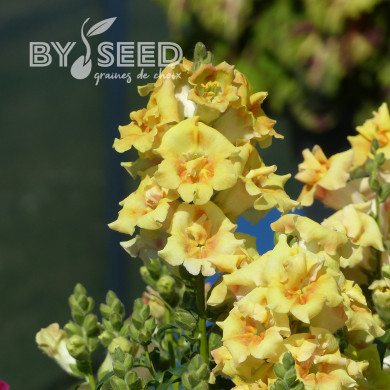 Muflier F1 Sweet Duet Citrus