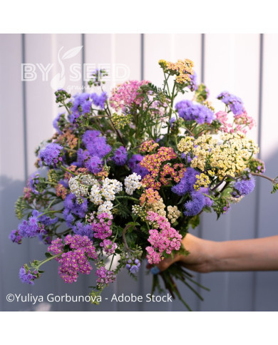 Agératum haut QIS® Bouquet Blue