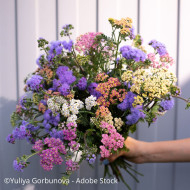 Agératum haut QIS® Bouquet Blue