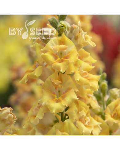 Muflier F1 Sweet Duet Citrus