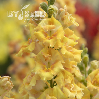 Muflier F1 Sweet Duet Citrus