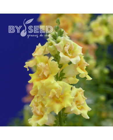 Muflier F1 Sweet Duet Citrus