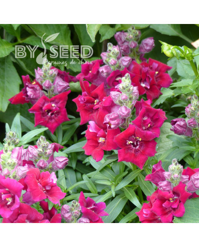 Muflier F1 Sweet Duet Deep Red