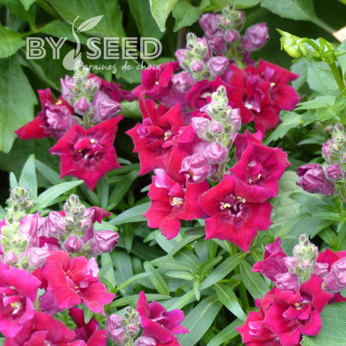 Muflier F1 Sweet Duet Deep Red