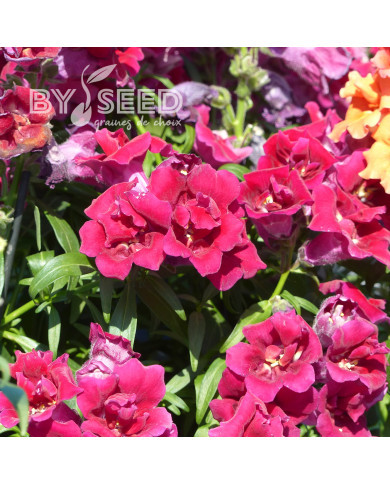 Muflier F1 Sweet Duet Deep Red