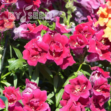 Muflier F1 Sweet Duet Deep Red