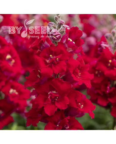 Muflier F1 Sweet Duet Deep Red