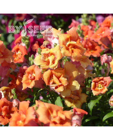 Muflier F1 Sweet Duet Peach