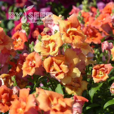 Muflier F1 Sweet Duet Peach