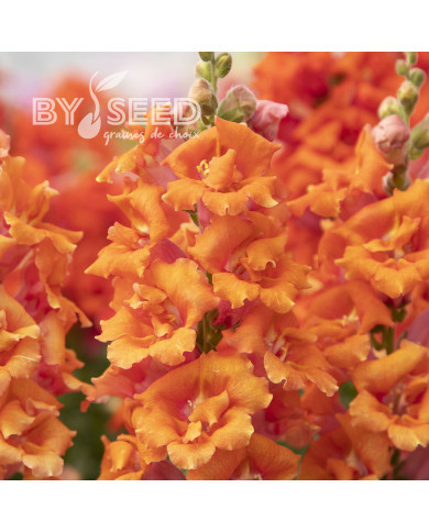 Muflier F1 Sweet Duet Peach