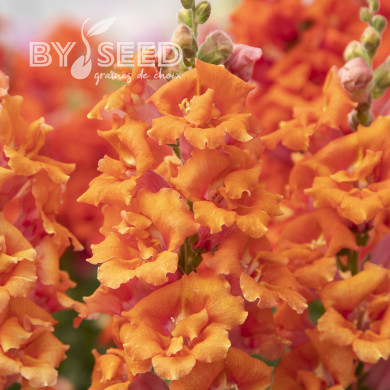 Muflier F1 Sweet Duet Peach