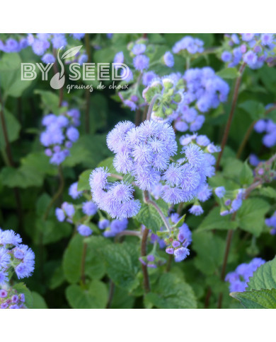 Agératum haut QIS® Bouquet Blue