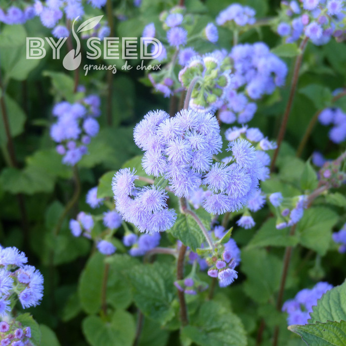 Agératum haut QIS® Bouquet Blue