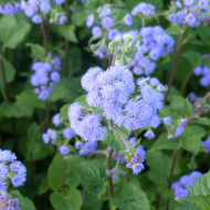 Agératum haut QIS® Bouquet Blue