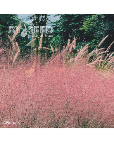 Muhlenbergia capillaris Ruby