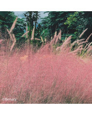 Monarde didyma Milano Mix