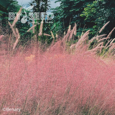 Muhlenbergia capillaris Ruby