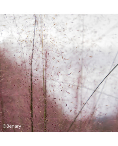 Muhlenbergia capillaris Ruby