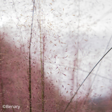 Muhlenbergia capillaris Ruby