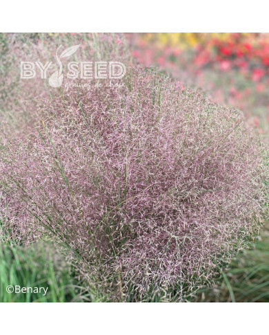 Muhlenbergia reverchonii Rosy