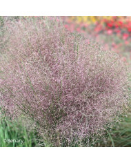 Myosotis des Alpes blanc