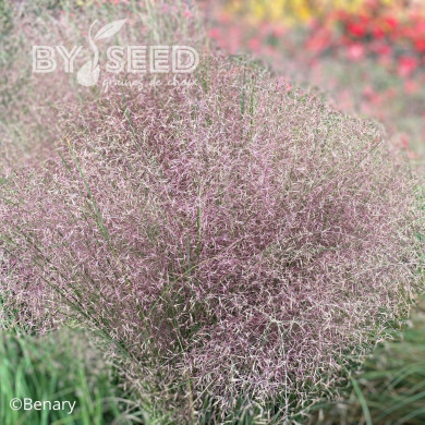 Muhlenbergia reverchonii Rosy