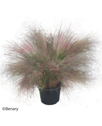 Muhlenbergia reverchonii Rosy