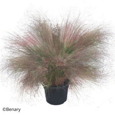 Muhlenbergia reverchonii Rosy