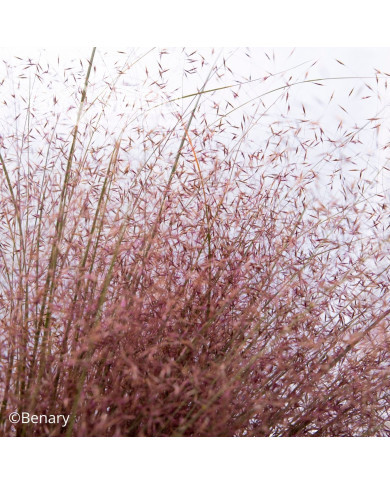 Muhlenbergia reverchonii Rosy