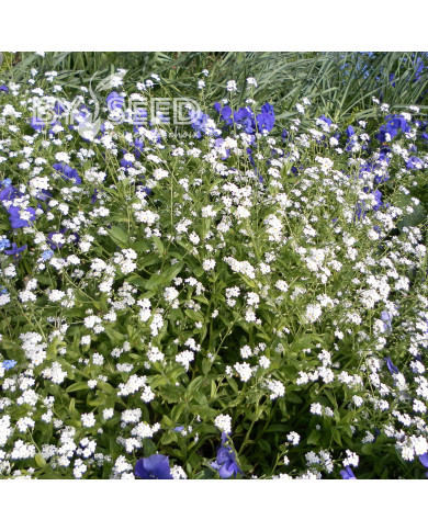 Myosotis des Alpes blanc
