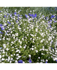 Myosotis des Alpes indigo