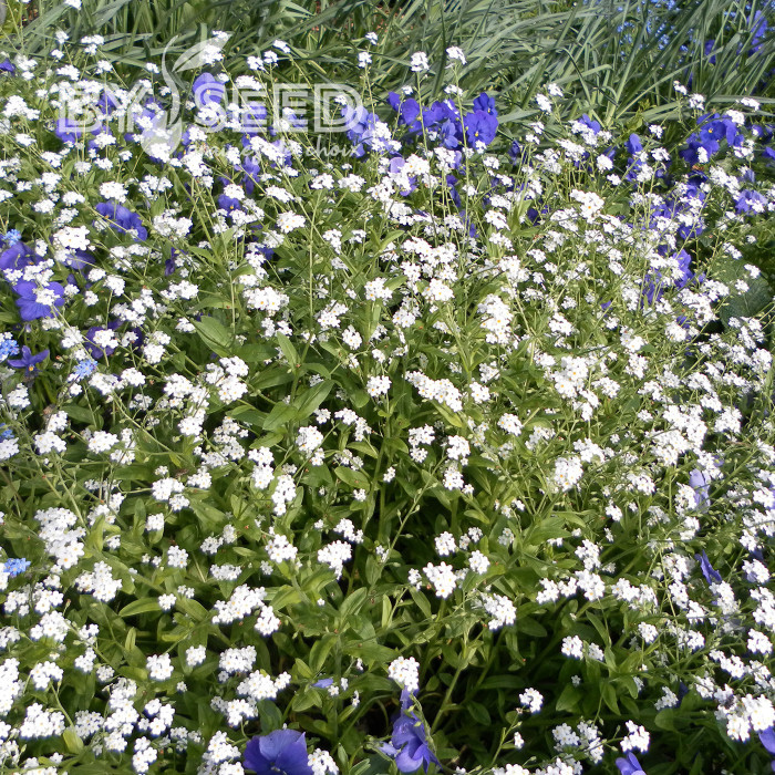 Myosotis des Alpes blanc