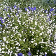 Myosotis des Alpes blanc
