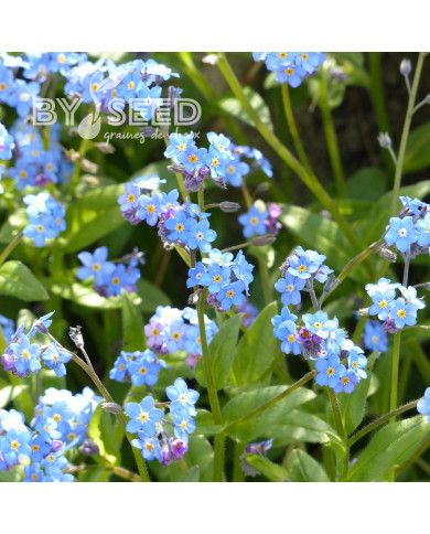 Myosotis des Alpes indigo