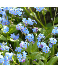 Myosotis des Alpes blanc