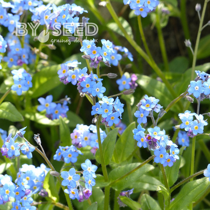 Myosotis des Alpes indigo