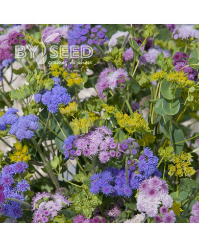 Agératum haut Timeless Mix