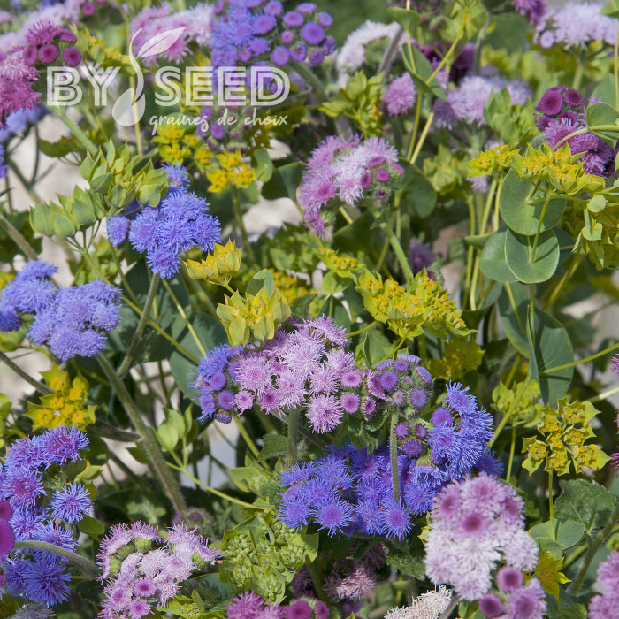 Agératum haut Timeless Mix