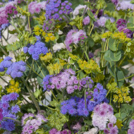 Agératum haut Timeless Mix
