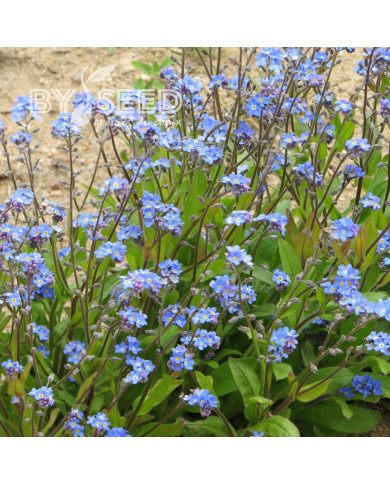 Myosotis des Alpes indigo
