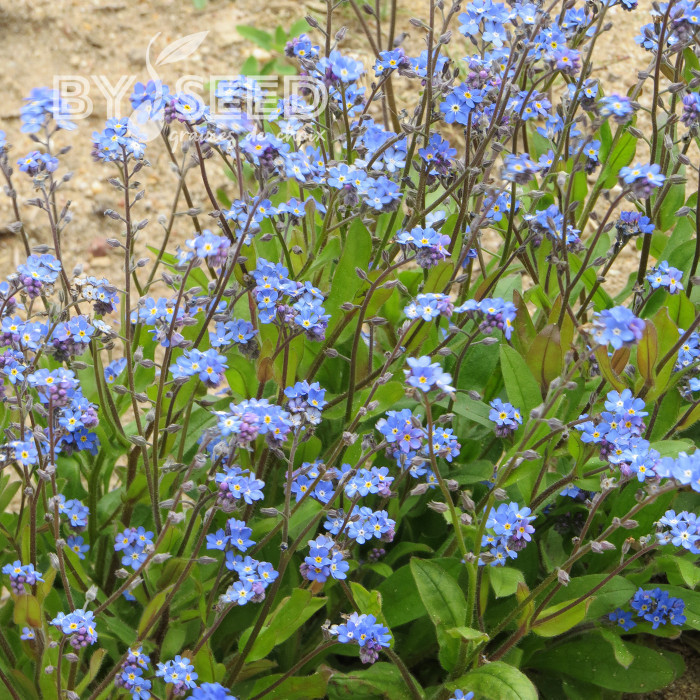 Myosotis des Alpes indigo