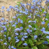 Myosotis des Alpes indigo