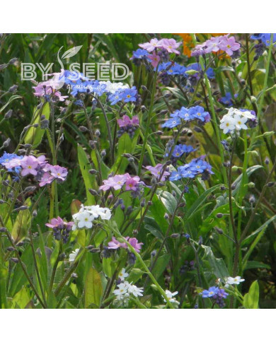 Myosotis des Alpes Mix