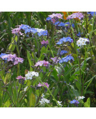 Myosotis des Alpes rose