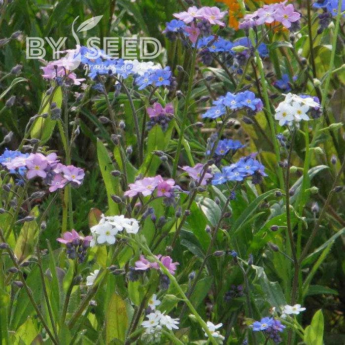Myosotis des Alpes Mix