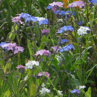 Myosotis des Alpes Mix