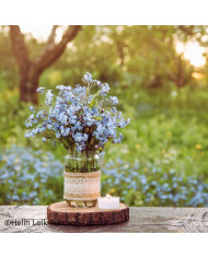 Myosotis des Alpes rose