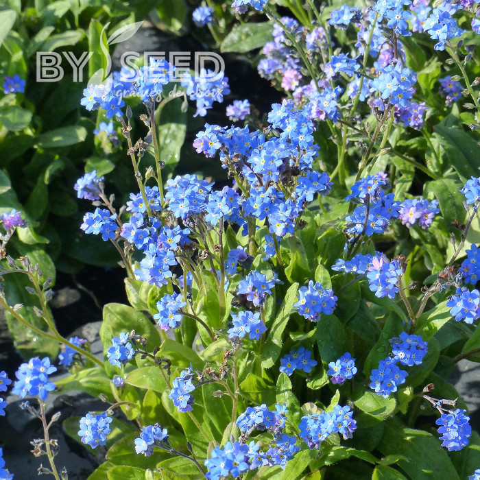 Myosotis nain Ultramarine