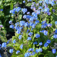 Myosotis nain Ultramarine