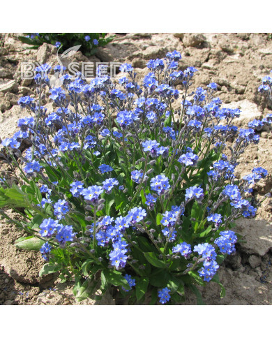 Myosotis nain Ultramarine
